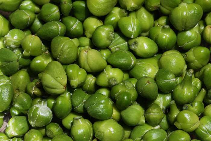 Salina’s Capers_0000_capperi 6